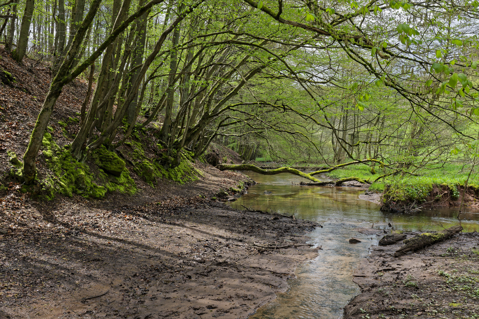 Waldmotive, hier: Frühlingsstart am Lautenbach (9)