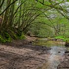 Waldmotive, hier: Frühlingsstart am Lautenbach (9)