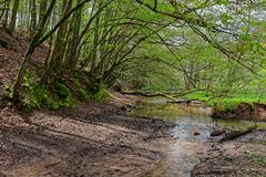 Waldmotive, hier: Frühlingsstart am Lautenbach (9)