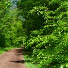 Waldmotive, hier: Frühlingsträume auf dem Waldweg