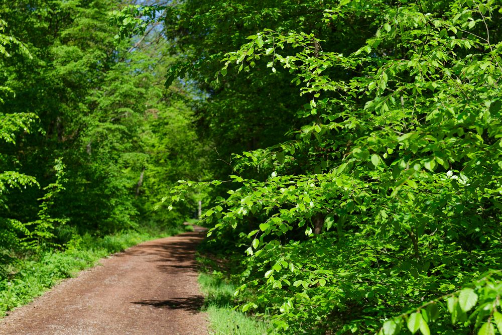 Waldmotive, hier: Frühlingsträume auf dem Waldweg