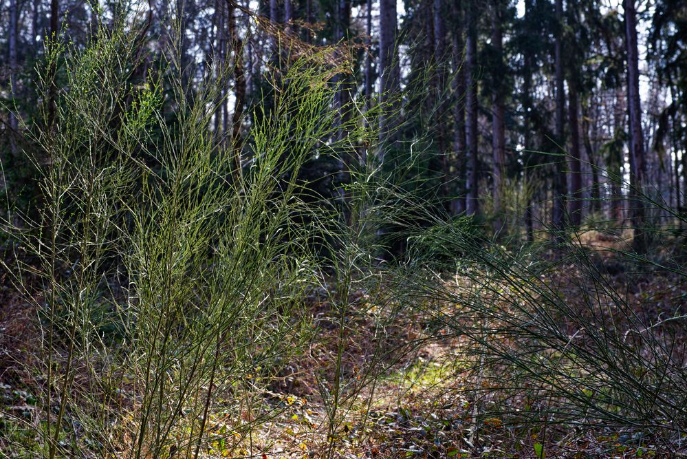 Waldmotive, hier: Ginsterzweige im Licht der Märzsonne