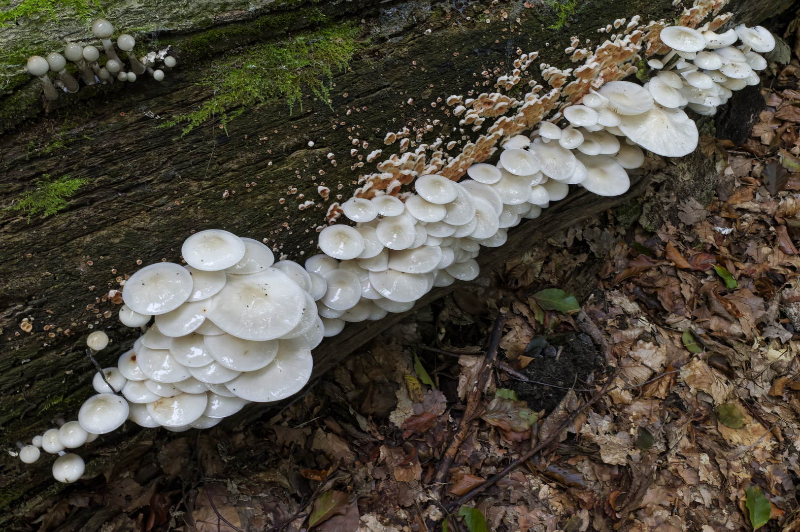 Waldmotive, hier: Glanzköpfe