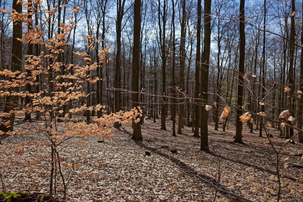 Waldmotive, hier: Goldblätter 