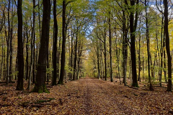 Waldmotive, hier: Goldener Oktober