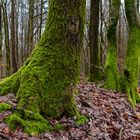 Waldmotive, hier: grüne Hingucker im Laubwald