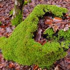 Waldmotive, hier: grüner Farbtupfer