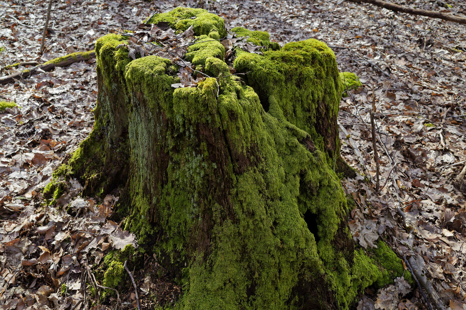 Waldmotive, hier: grüner Hingucker