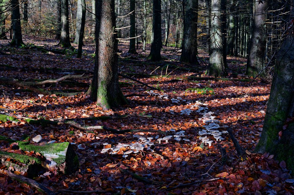 Waldmotive, hier: gutes oder schlechtes Omen