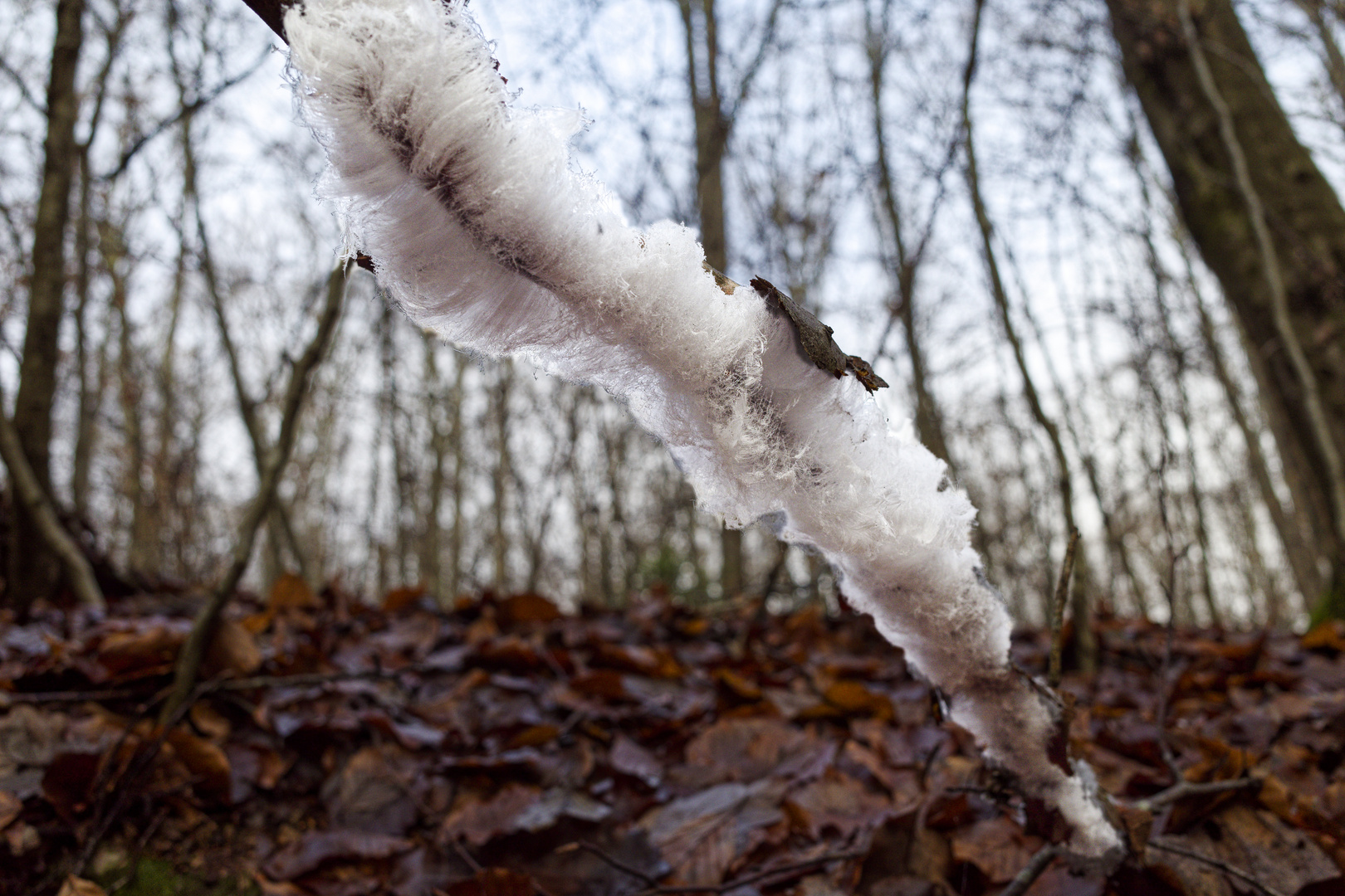 Waldmotive, hier: Haareis auf morschem Ast