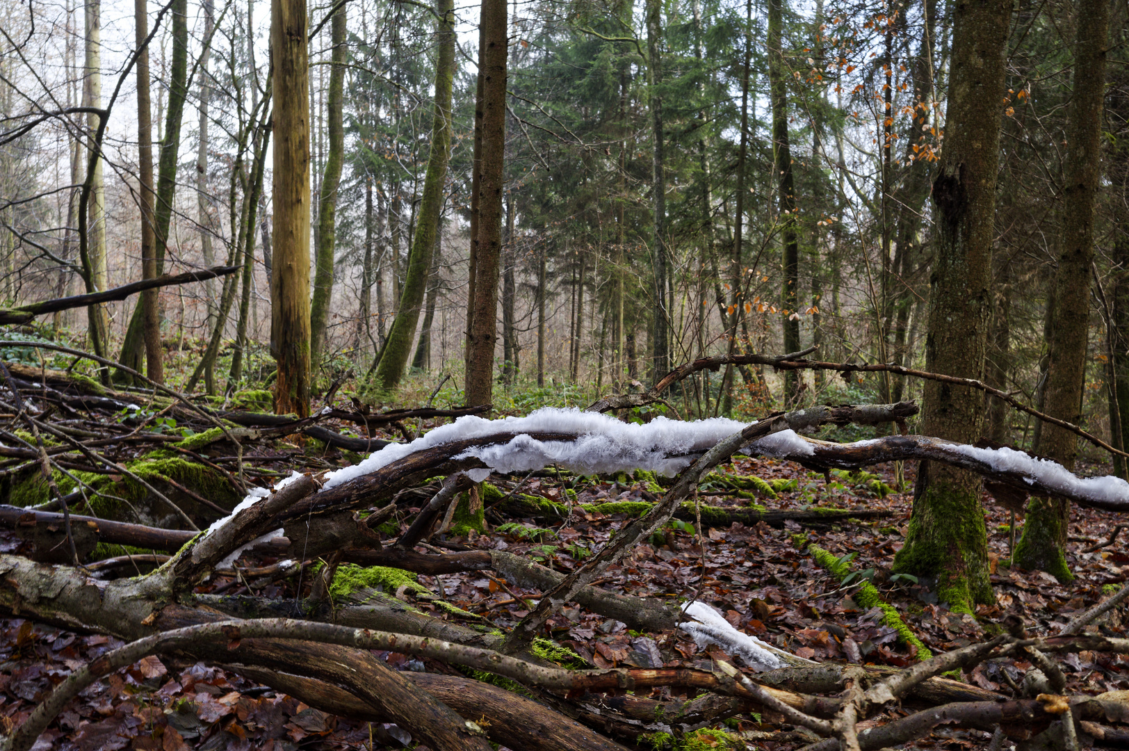 Waldmotive, hier: Haareis auf morschen Ästen (2)