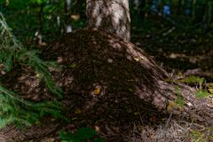 Waldmotive, hier: Herbst im Ameisenland