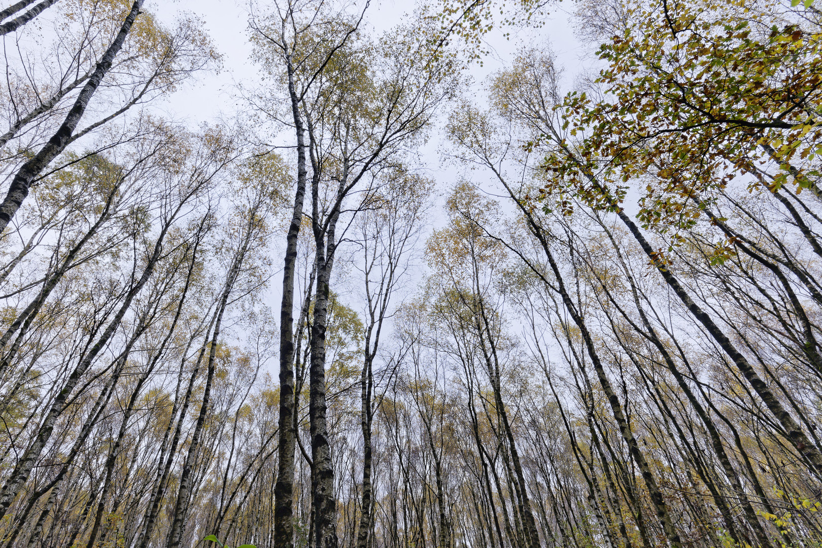 Waldmotive, hier: Herbst im Birkenwald