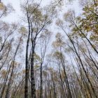 Waldmotive, hier: Herbst im Birkenwald