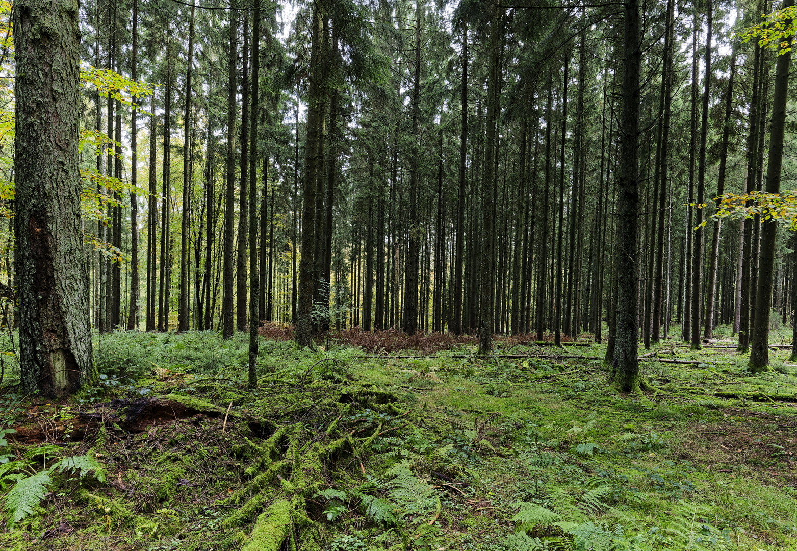 Waldmotive, hier: Herbst im Fichtenwald