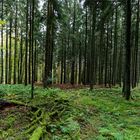 Waldmotive, hier: Herbst im Fichtenwald