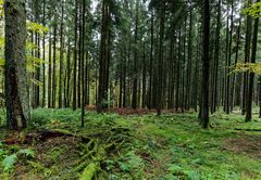 Waldmotive, hier: Herbst im Fichtenwald