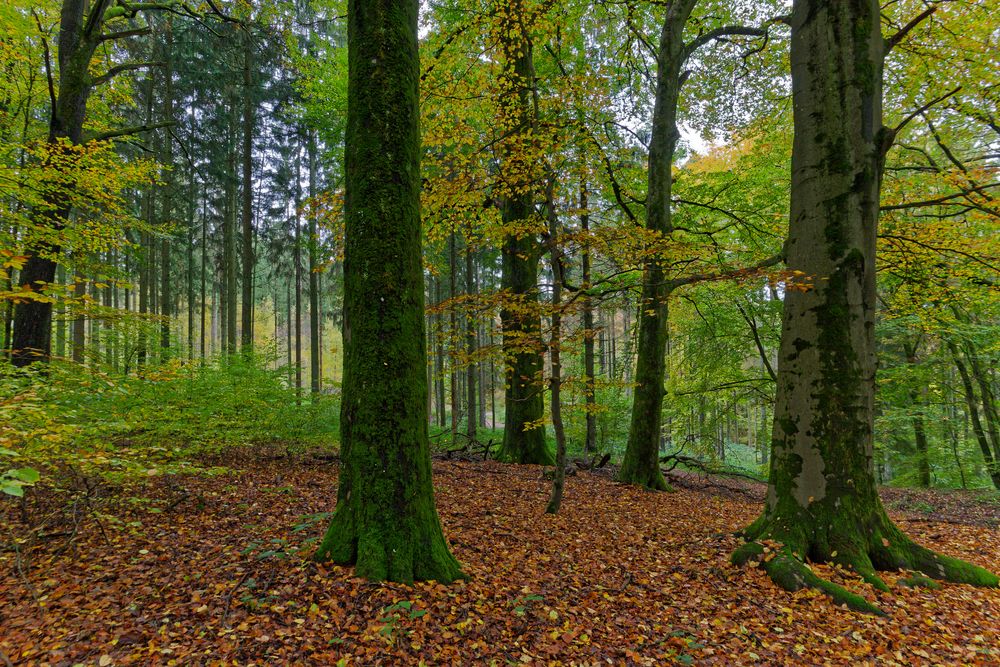 Waldmotive, hier: Herbst im Laubwald (2)