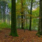 Waldmotive, hier: Herbst im Laubwald (2)