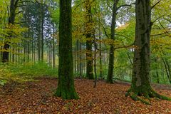 Waldmotive, hier: Herbst im Laubwald (2)