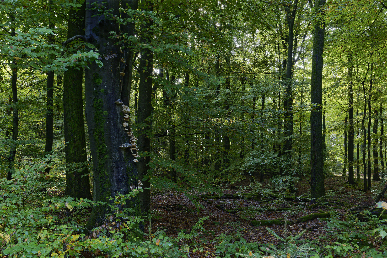 Waldmotive, hier: Herbst im Laubwald