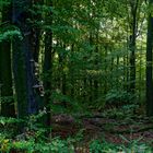 Waldmotive, hier: Herbst im Laubwald