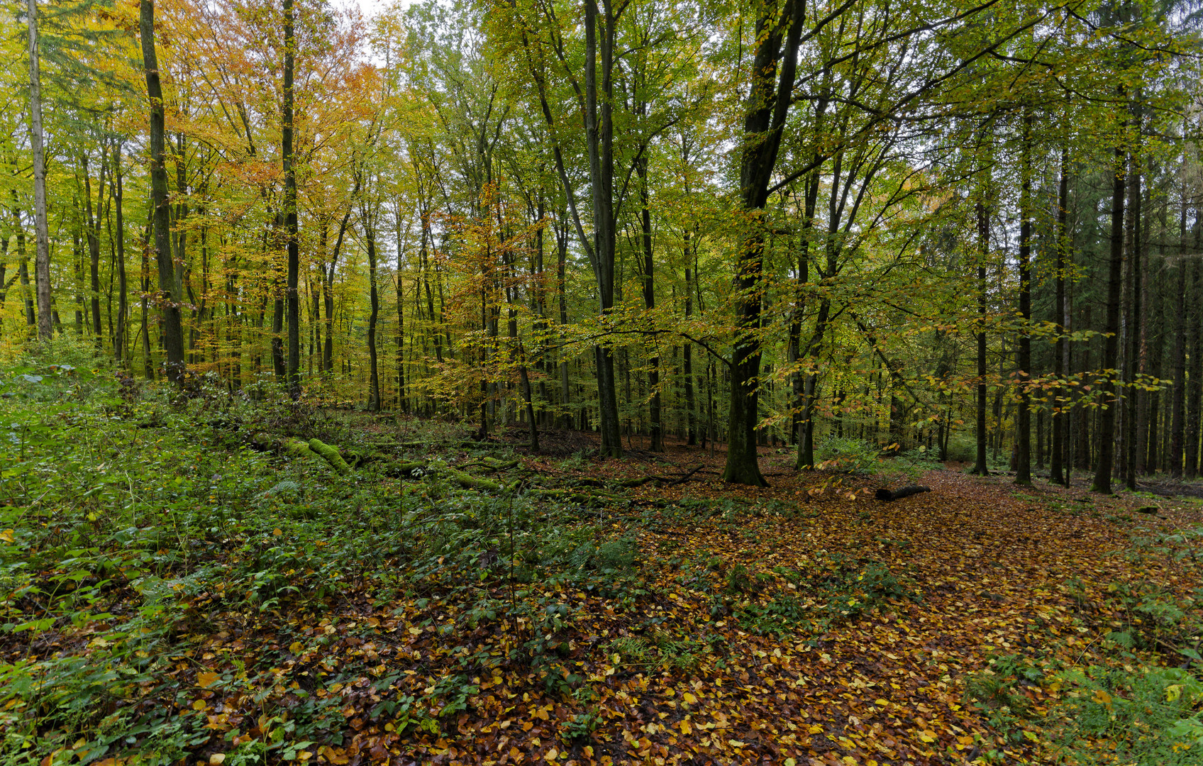 Waldmotive, hier: Herbst im Laubwald