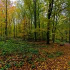 Waldmotive, hier: Herbst im Laubwald