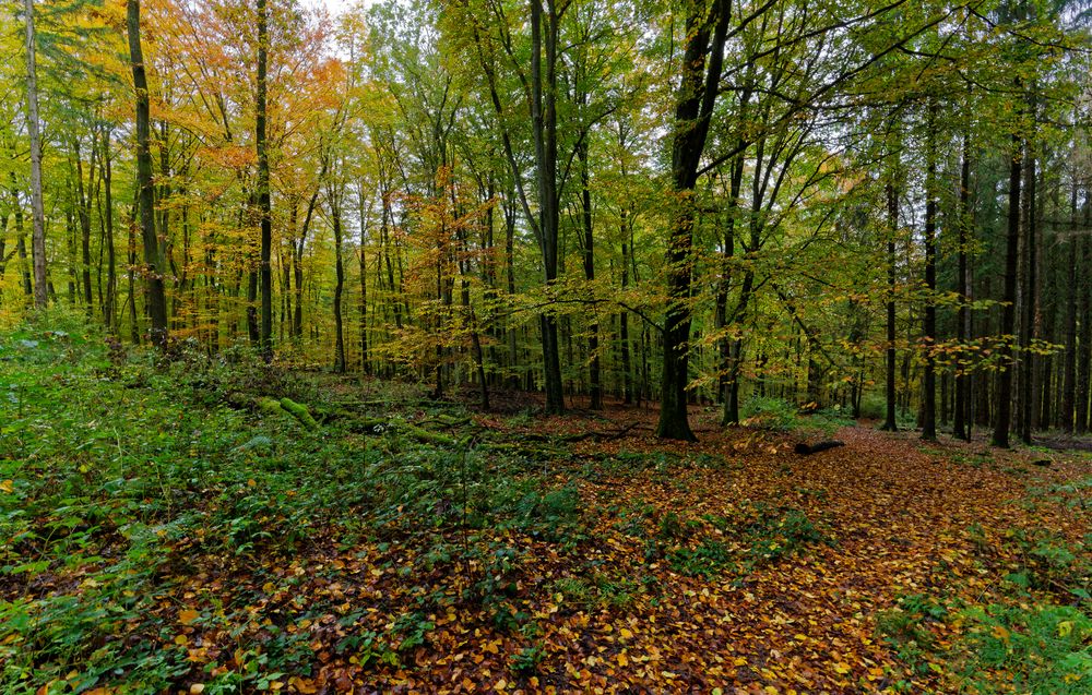 Waldmotive, hier: Herbst im Laubwald