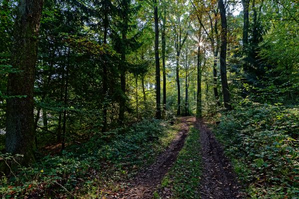 Waldmotive, hier: Herbst im Wald (10)