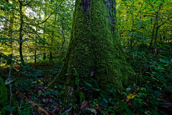 Waldmotive, hier: Herbst im Wald (12)