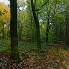 Waldmotive, hier: Herbst im Wald