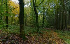 Waldmotive, hier: Herbst im Wald