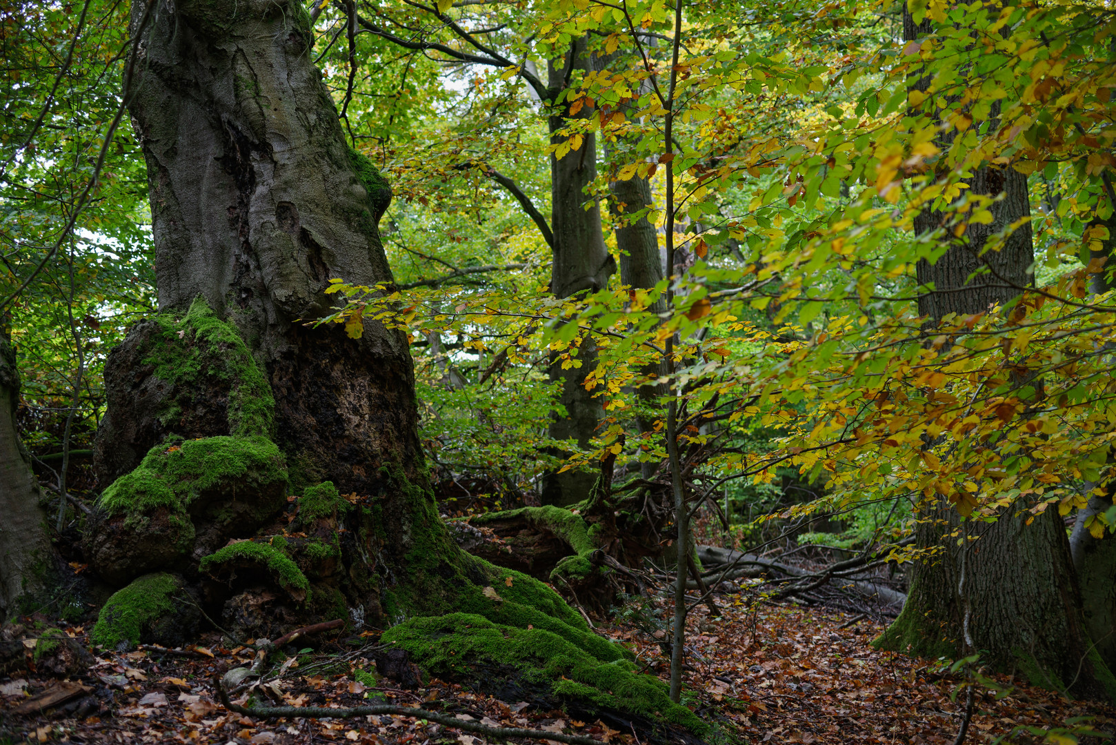 Waldmotive, hier: Herbst im Zauberwald