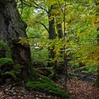 Waldmotive, hier: Herbst im Zauberwald