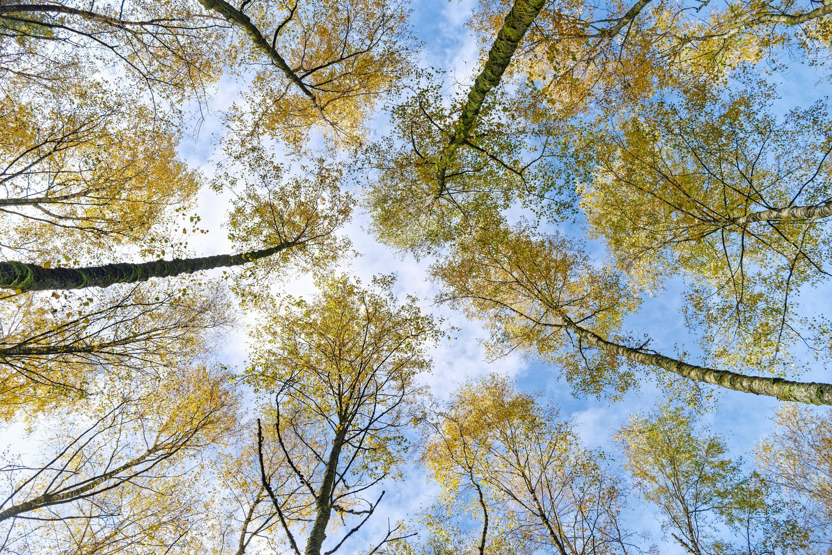 Waldmotive, hier: Herbst in den Birkenkronen