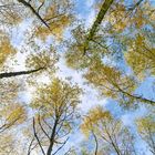 Waldmotive, hier: Herbst in den Birkenkronen