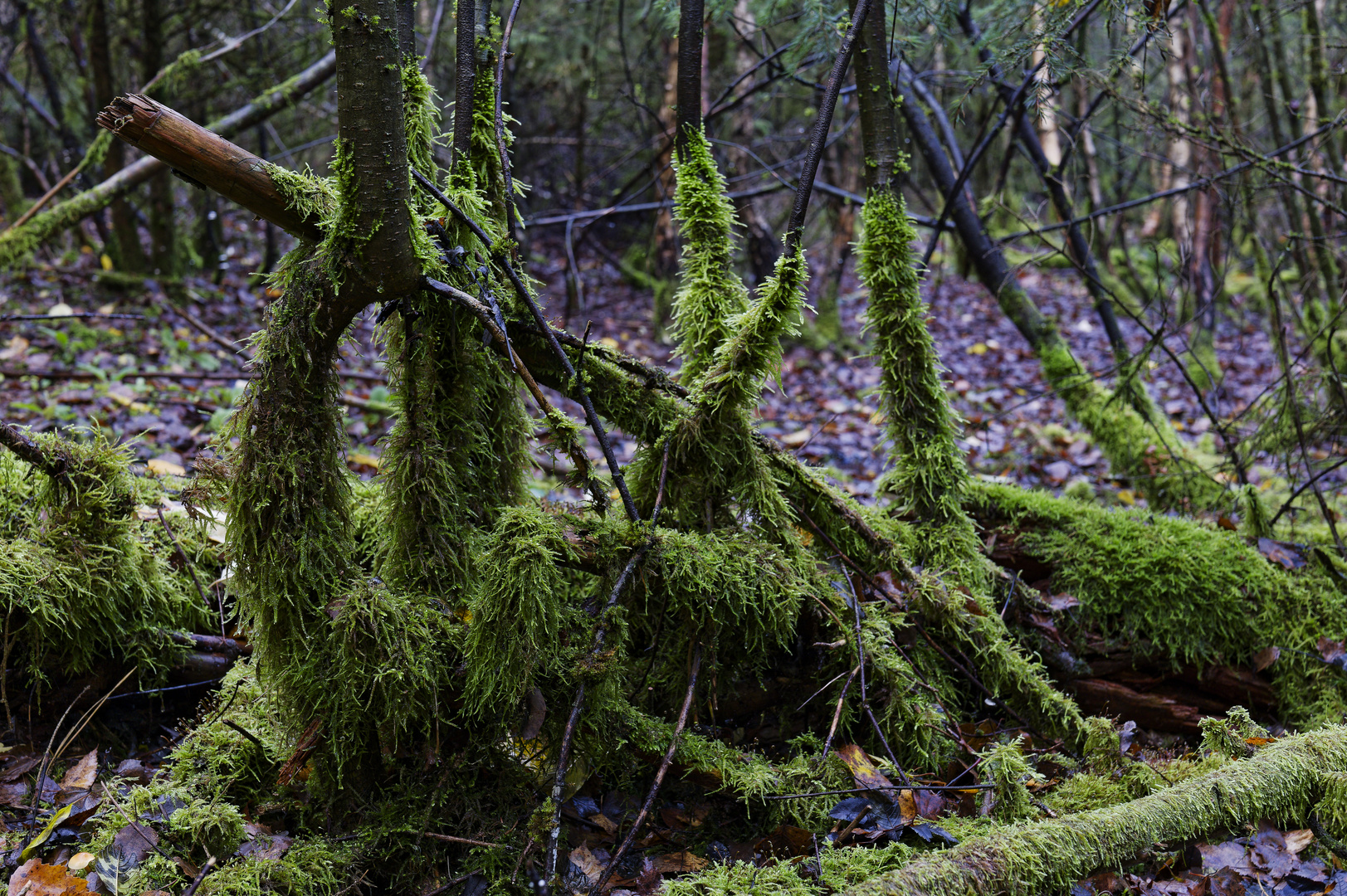 Waldmotive, hier: Herbst in den Mooswelten