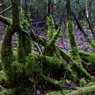 Waldmotive, hier: Herbst in den Mooswelten