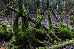 Waldmotive, hier: Herbst in den Mooswelten