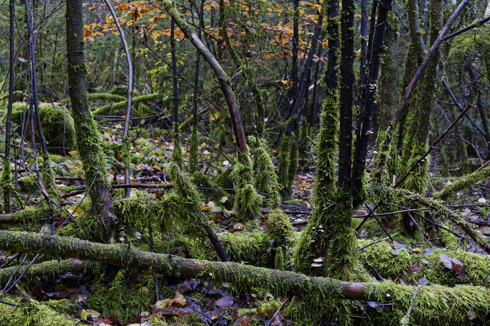 Waldmotive, hier: Herbst in den Mooswelten