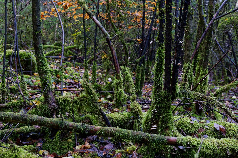 Waldmotive, hier: Herbst in den Mooswelten