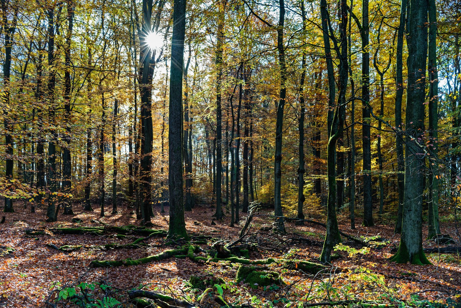 Waldmotive, hier: Herbstfeuer im Laubwald