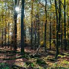 Waldmotive, hier: Herbstfeuer im Laubwald