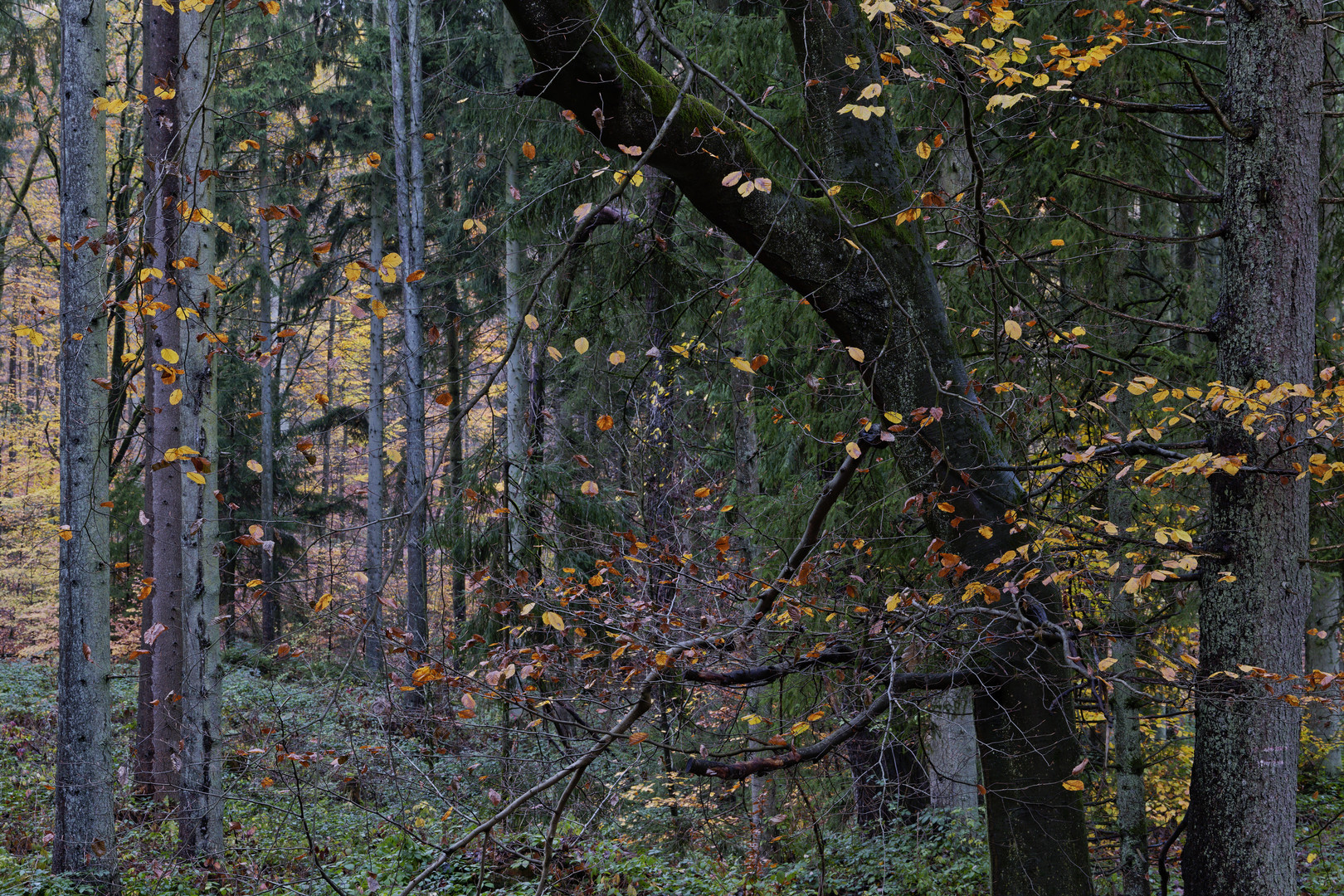 Waldmotive, hier: Herbstimpressionen