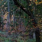 Waldmotive, hier: Herbstimpressionen