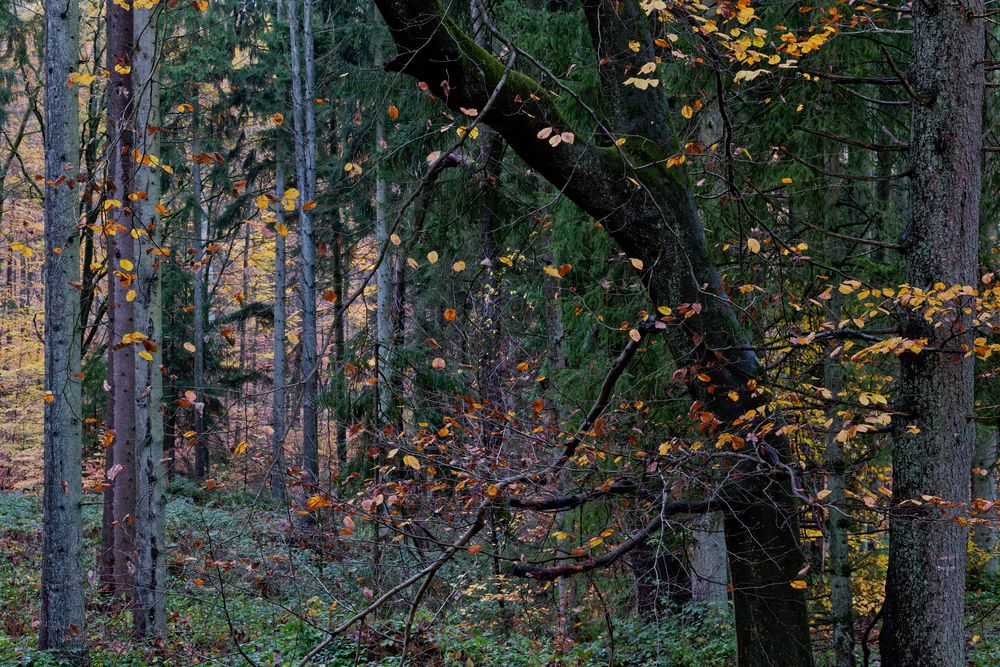 Waldmotive, hier: Herbstimpressionen