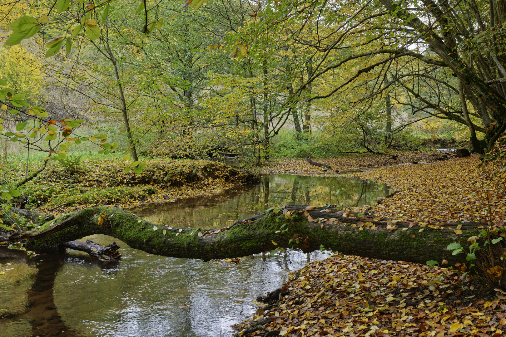 Waldmotive, hier: Herbstimpressionen am Lautenbach (10)