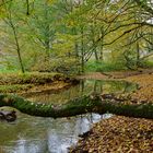 Waldmotive, hier: Herbstimpressionen am Lautenbach (10)