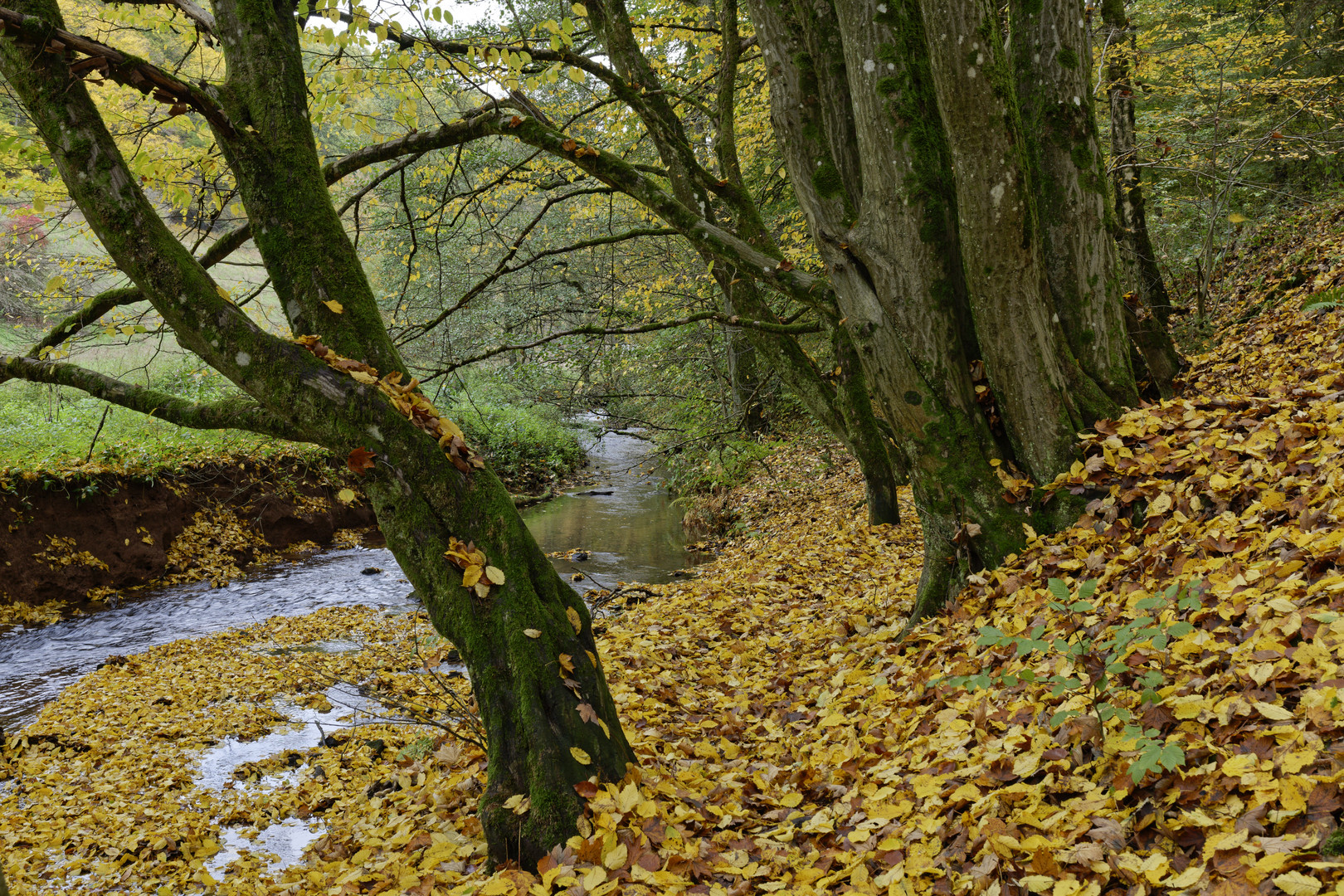 Waldmotive, hier: Herbstimpressionen am Lautenbach (2)